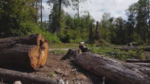 Best Utility Line Clearance  in Lake Hamilton, FL