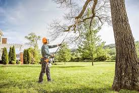 How Our Tree Care Process Works  in  Lake Hamilton, FL