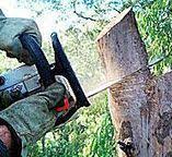 Best Tree Risk Assessment  in Lake Hamilton, FL