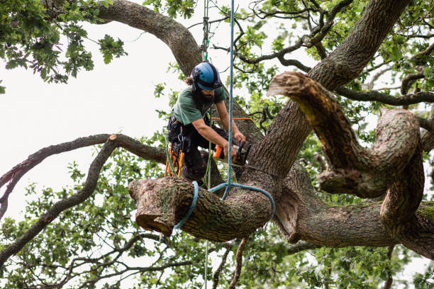 Lake Hamilton, FL Tree Care Pros