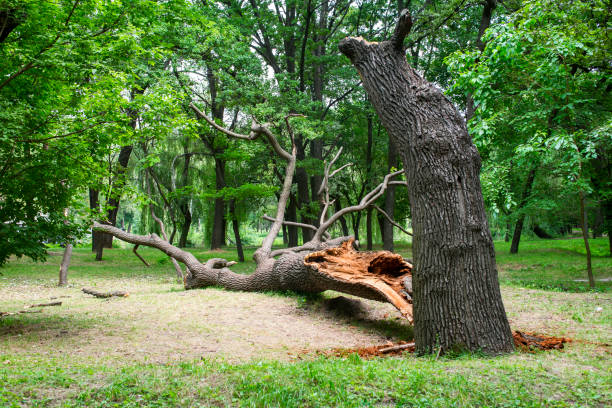 Best Stump Grinding and Removal  in Lake Hamilton, FL