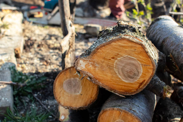 Best Tree Preservation Services  in Lake Hamilton, FL