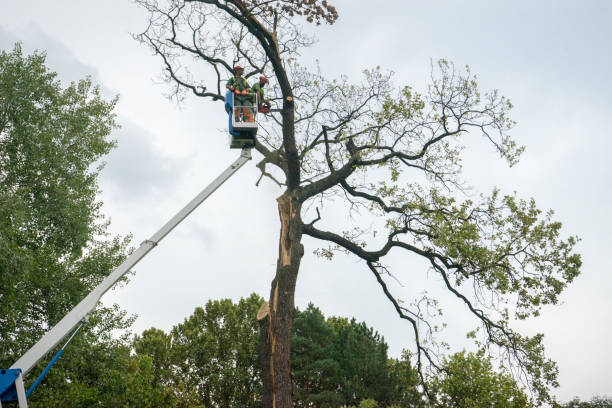 Best Tree Maintenance Programs  in Lake Hamilton, FL