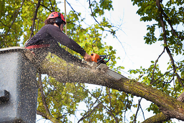 Lake Hamilton, FL Tree Care Company