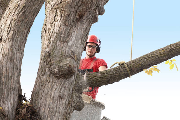 Best Palm Tree Trimming  in Lake Hamilton, FL